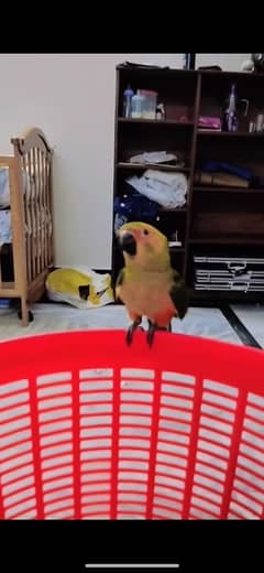 sunconure parrot