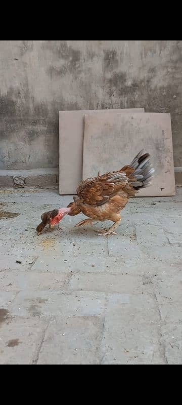 Aseel Chick & Pair for sale 0