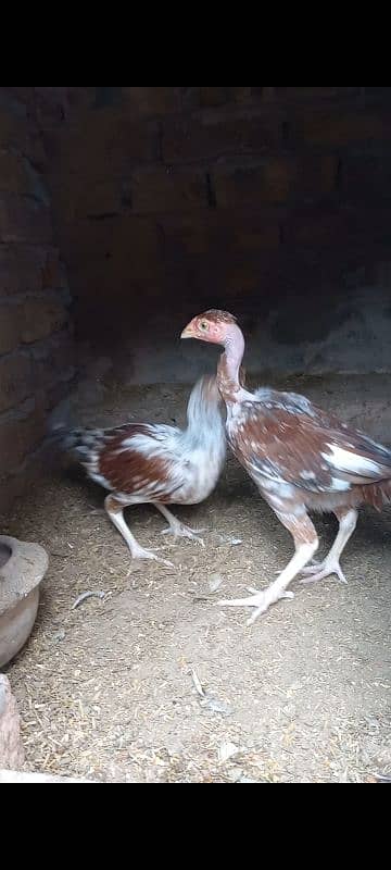 Aseel Chick & Pair for sale 1