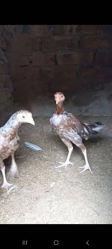 Aseel Chick & Pair for sale 4