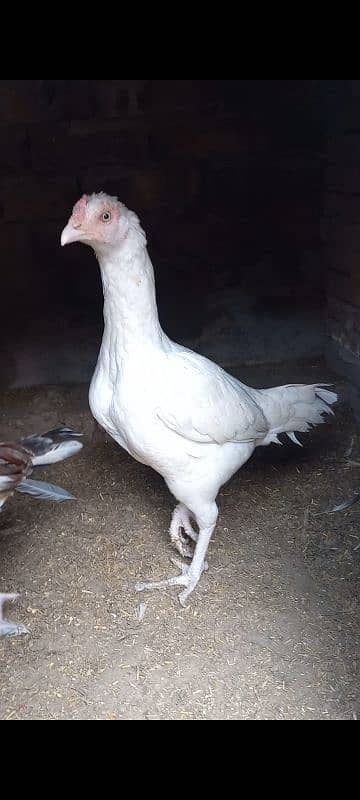 Aseel Chick & Pair for sale 5