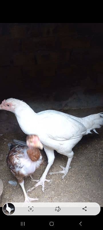 Aseel Chick & Pair for sale 6