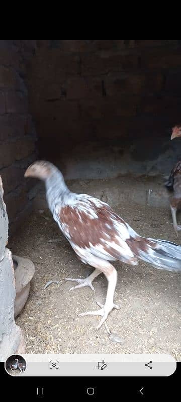 Aseel Chick & Pair for sale 7