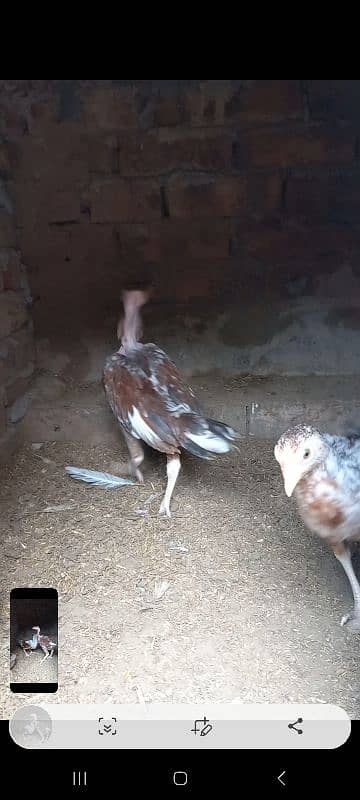 Aseel Chick & Pair for sale 8