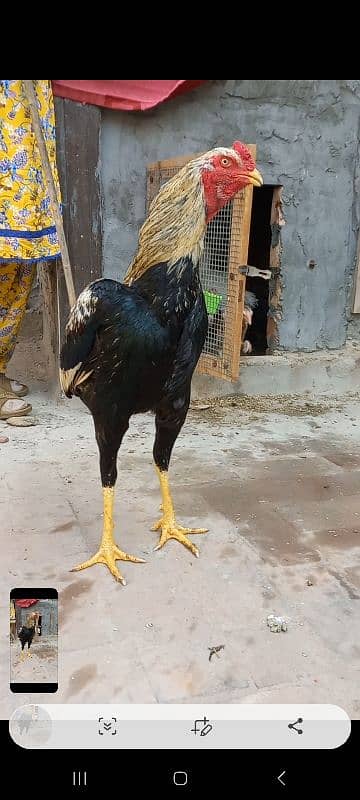 Aseel Chick & Pair for sale 10