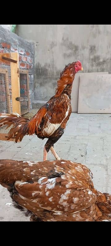 Aseel Chick & Pair for sale 12