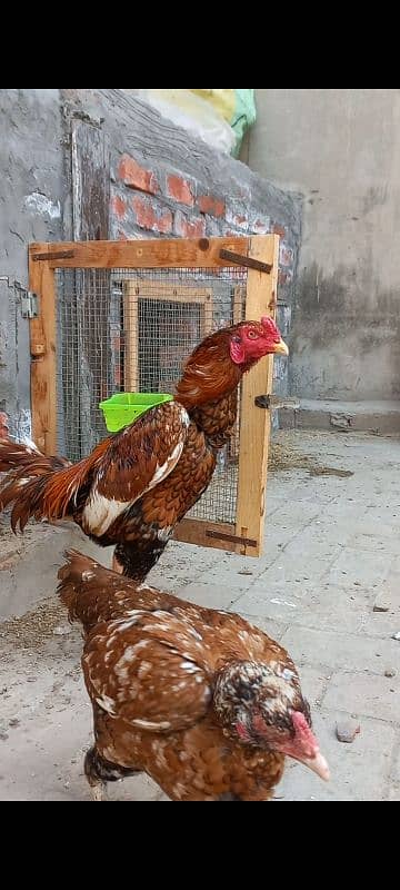 Aseel Chick & Pair for sale 14