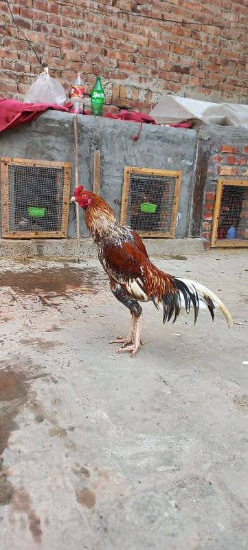 Aseel Chick & Pair for sale 15