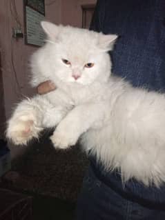 Persian Cat