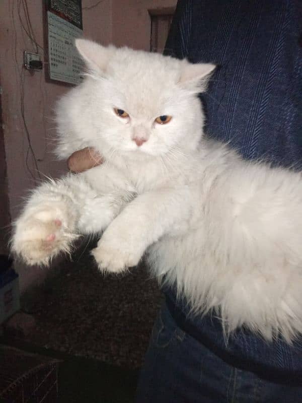 Persian Cat 0