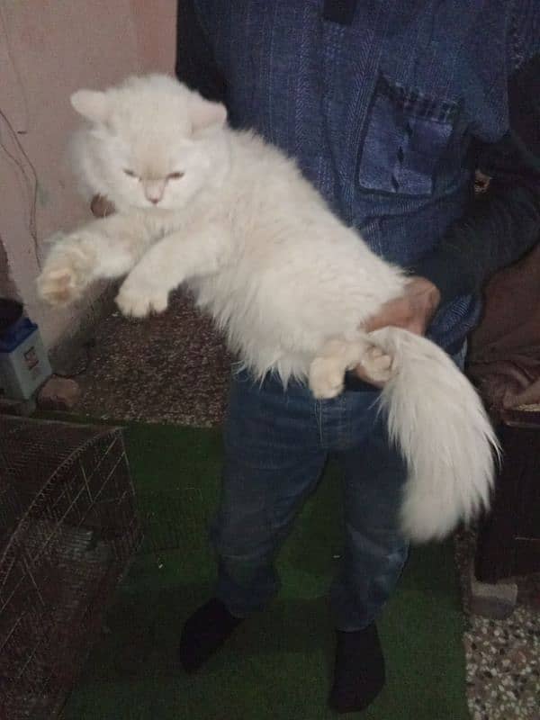 Persian Cat 2