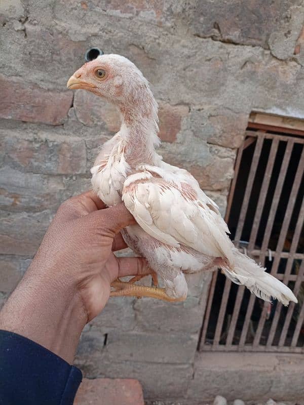 Heera chicks for sale 1