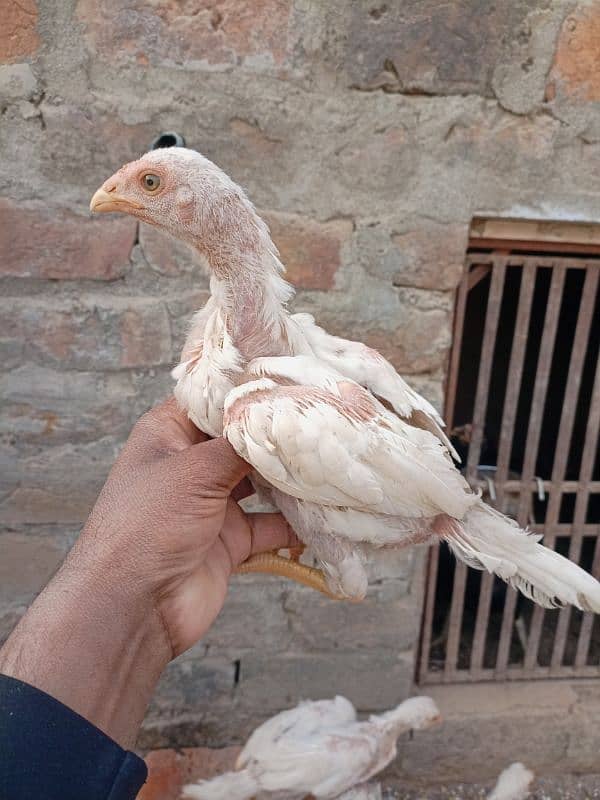 Heera chicks for sale 2