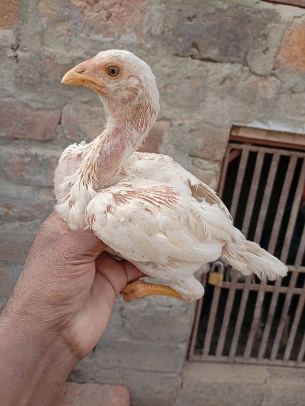 Heera chicks for sale 3