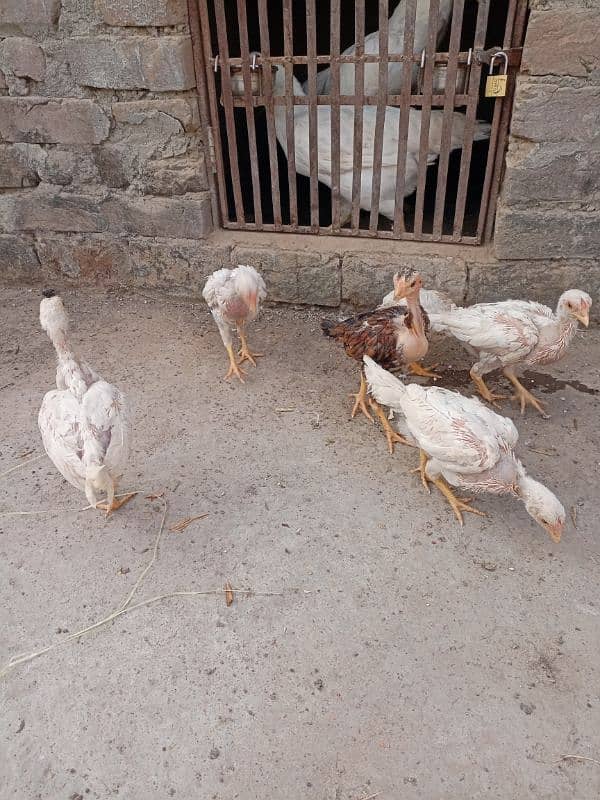 Heera chicks for sale 4