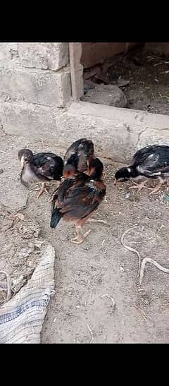 Aseel chicks for sale