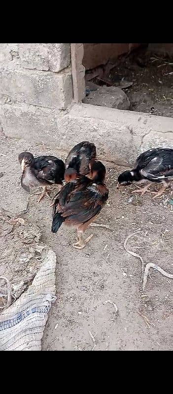 Heera chicks for sale 5