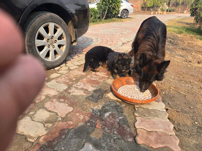 German shepherd long coated 3