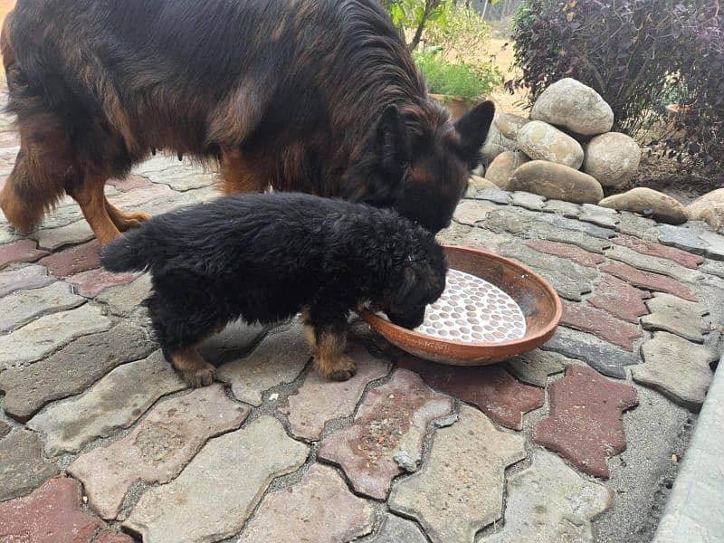 German shepherd long coated 4