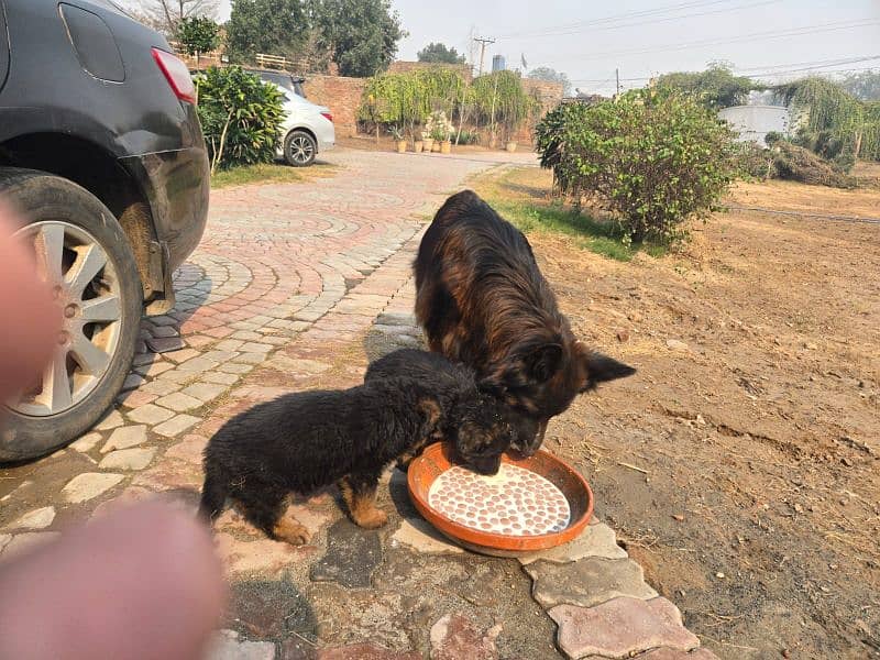 German shepherd long coated 6