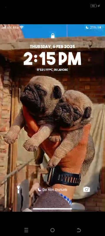 extreme quilty emrsun pug puppies for sale l 0