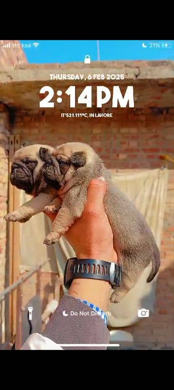 extreme quilty emrsun pug puppies for sale l 2