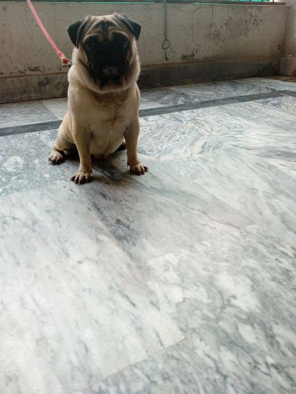 extreme quilty emrsun pug puppies for sale l 4