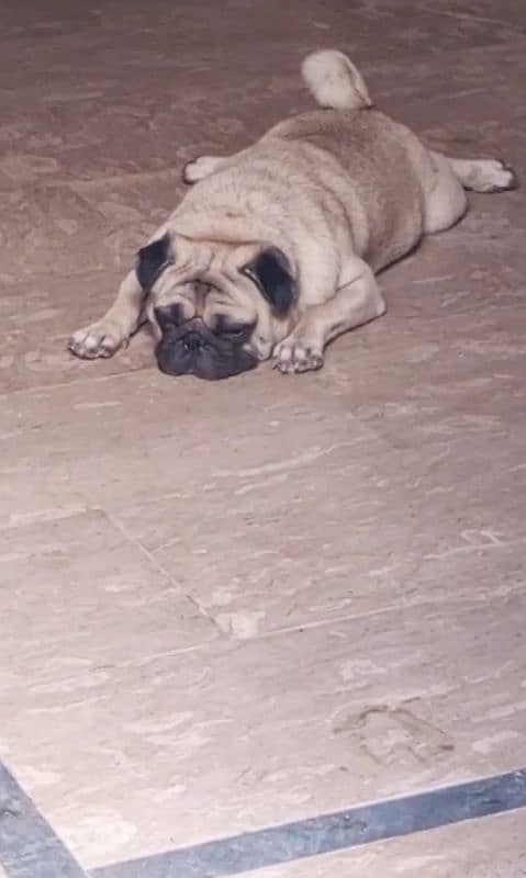 extreme quilty emrsun pug puppies for sale l 5