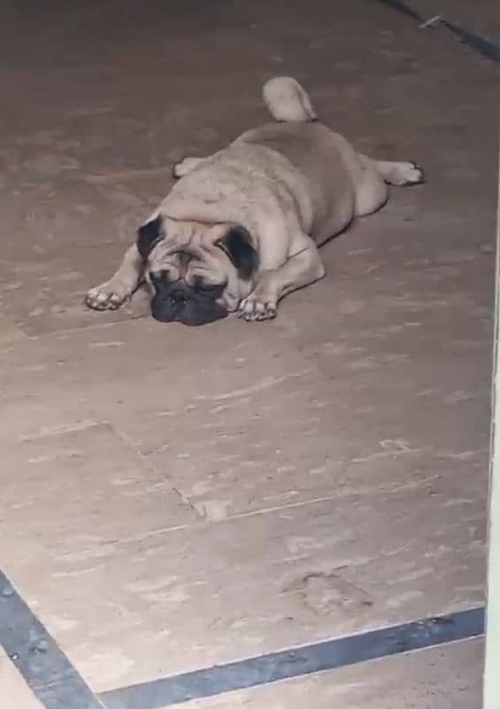 extreme quilty emrsun pug puppies for sale l 6