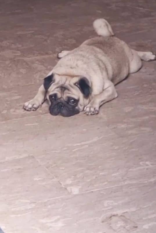 extreme quilty emrsun pug puppies for sale l 7