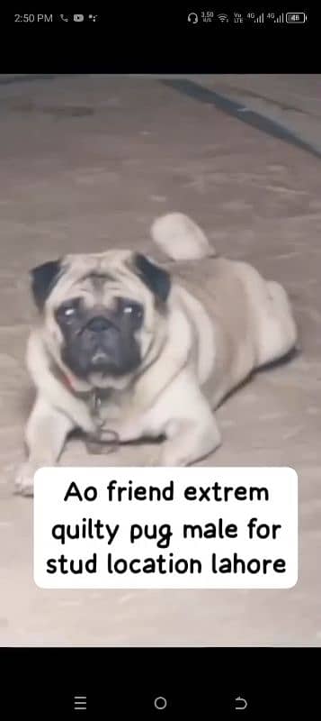 extreme quilty emrsun pug puppies for sale l 8