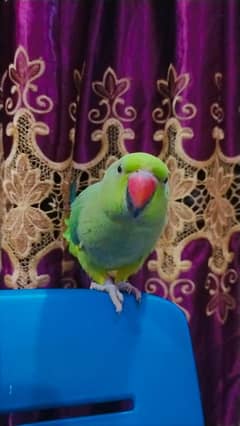 Female Parrot For Sale