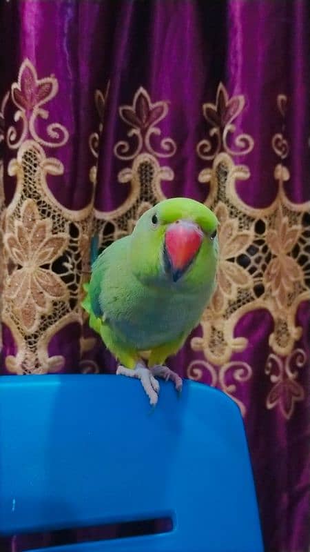 Female Parrot For Sale 0