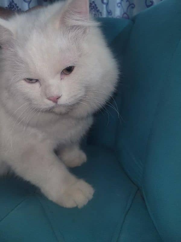 Persian Cat. 3