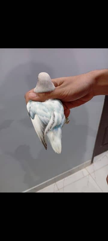 MashAllah  Top Quality Excellent Size Top Quality birds 2