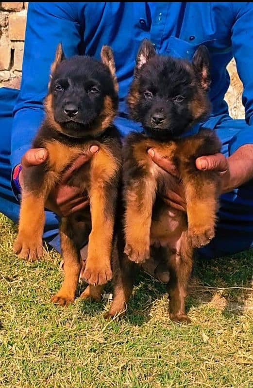 German Shepherd long coat pair for sale 2 month 0