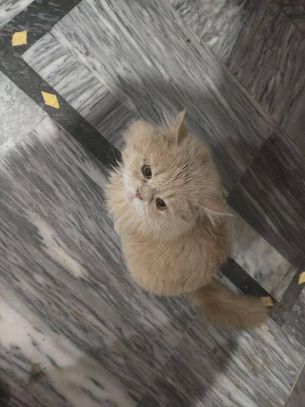 Persian Brown Color Cat 0