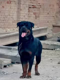 Pure Rottweiler female