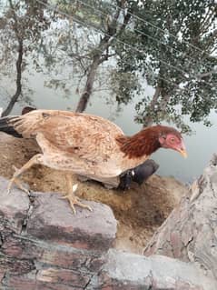 Aseel and desi egg laying hens