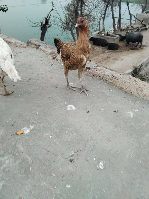 Aseel and desi egg laying hens 2