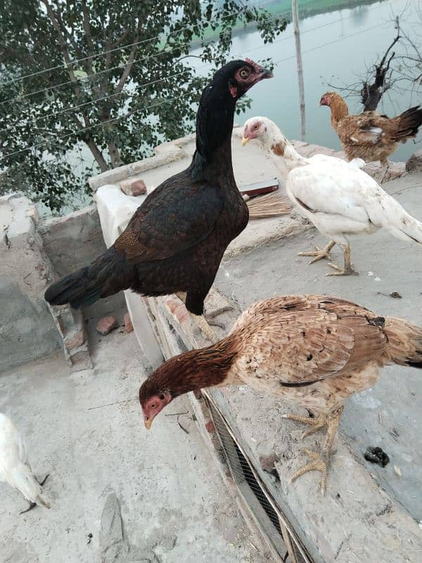 Aseel and desi egg laying hens 4