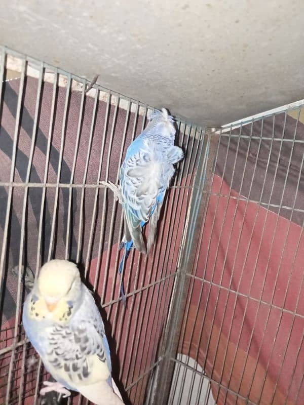 budgies 1