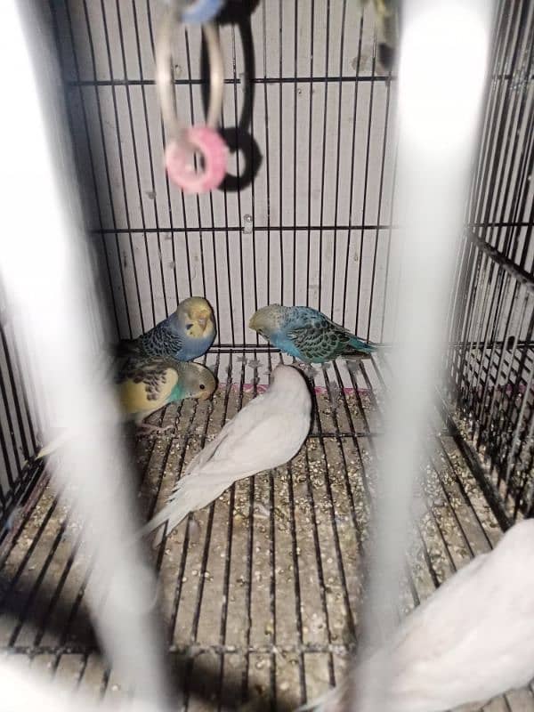 budgies 2