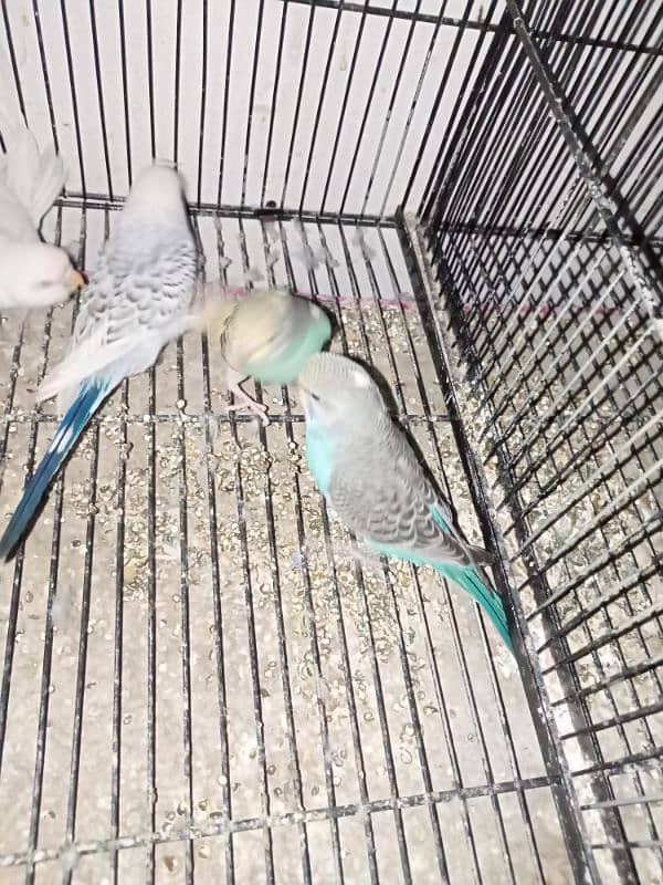 budgies 5