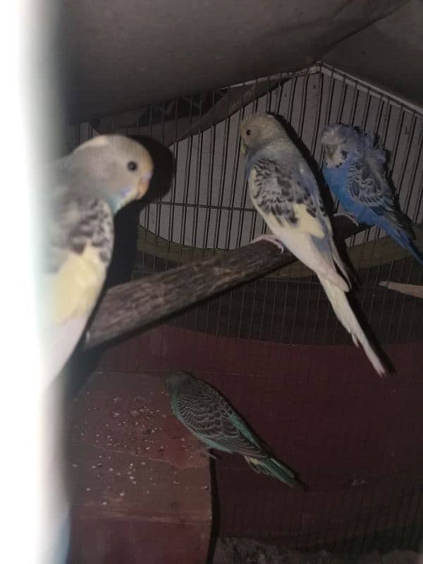 budgies 6