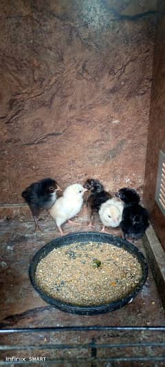 Thai Red pakoya ka chick for sale