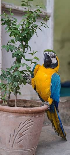 MaCaW Blue & Gold