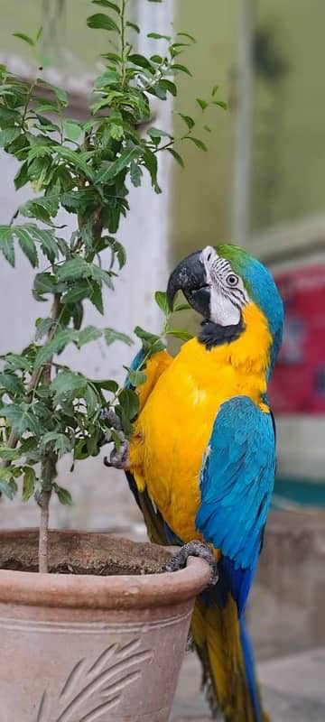 MaCaW Blue & Gold 1