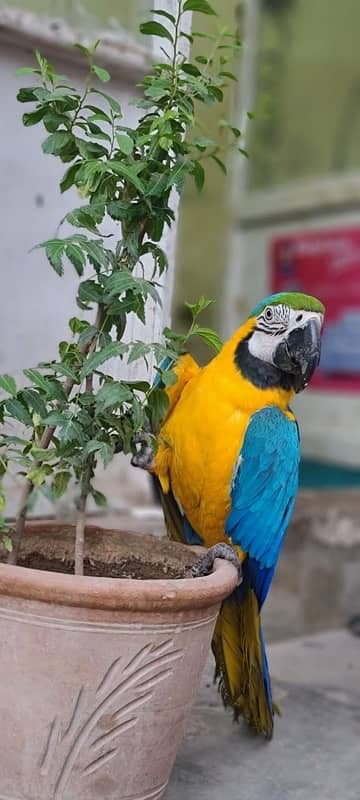 MaCaW Blue & Gold 2