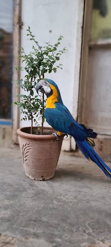 MaCaW Blue & Gold 3